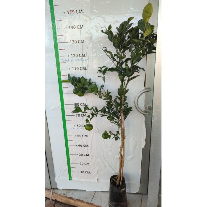 Mandalina Fidanı Citrus reticulata Nova, +120 cm, +3 Yaş, Tüplü