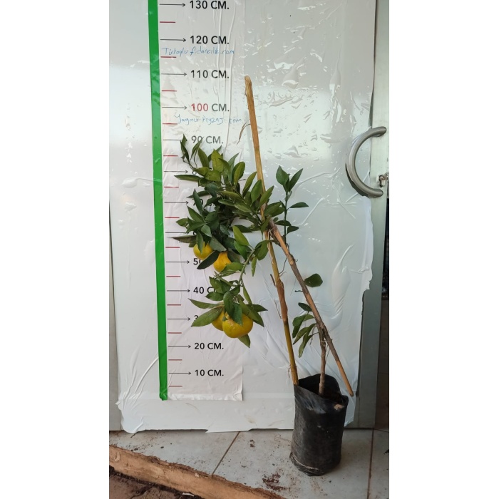 Mandalina Fidanı Satsuma (Rize) Citrus unshiu, +120 cm, 3 - 4 Yaş, tüplü