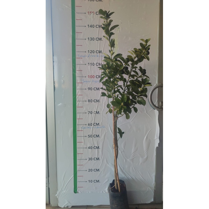 Mandalina Fidanı Bodur Klemantin Citrus Kumquat Hindsii Oksana, Saksıda