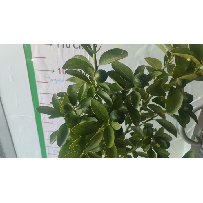 Mandalina Fidanı Bodur Klemantin Citrus Kumquat Hindsii Oksana, Saksıda