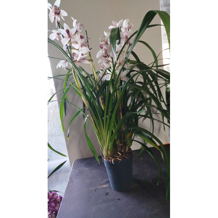 cymbidium orkide beyaz renk