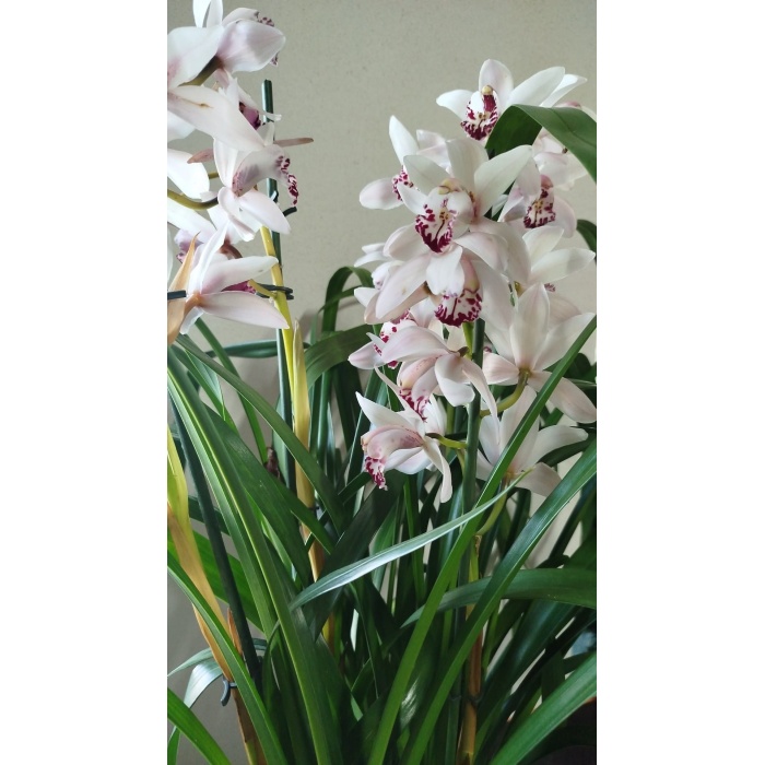 cymbidium orkide beyaz renk