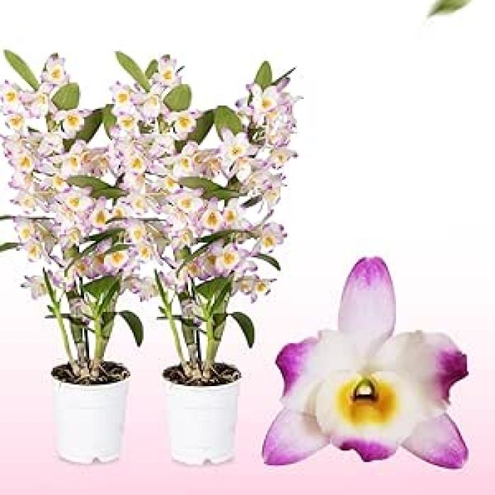 mor beyaz dendrobium nobile pambu orkide