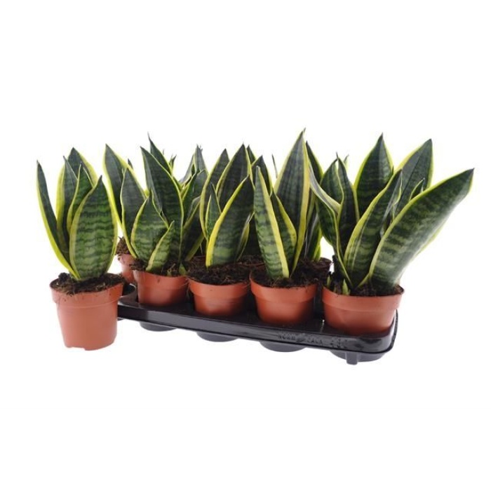 Paşa Kılıcı Sansevieria / Sansev Futura Superb / van der Ende Flowers
