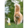 BUFFER®  Renkli Hasır  Tüylü Oyun Topu (Catnipli) İlgi Çekici Eğlenceli  Eğitici Evcil Hayvan Oyun