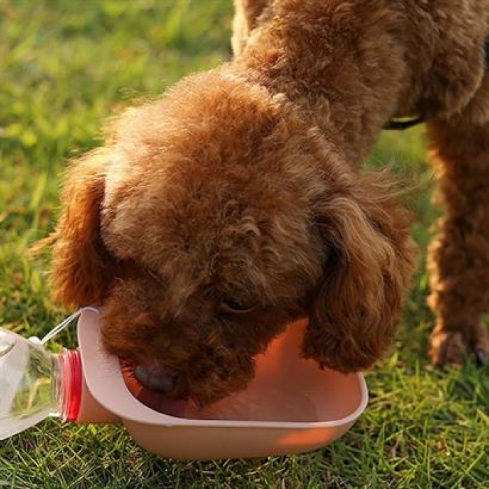 BUFFER® Evcil Hayvan Plastik Yıkanabilir Taşınabilir Su Şişesi Bağlantılı Su Kabı