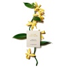 Chloé Vanilla Planifolia