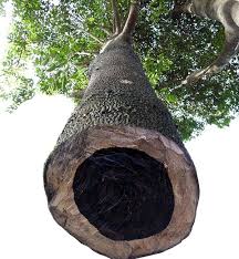 Abanoz ağacı