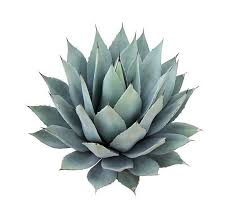 Agave "Sabır ağacı"