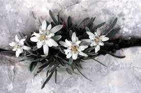 Alp yıldızı çiçeği