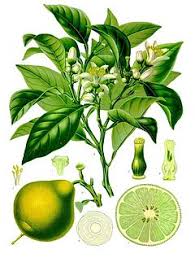 Bergamot yaprağı