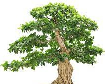 Bodhi ağacı'Ficus religiosa'