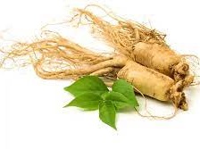 Ginseng