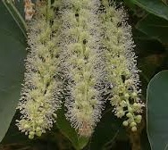 Gölge Ağacı 'Phytolacca dioica'