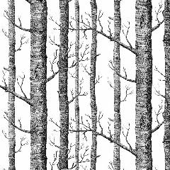 Huş ağacı - Birch