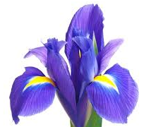 Süsen "iris"