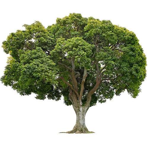 Kâfur ağacı "Cinnamomum camphora"