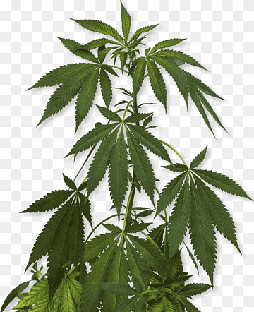 Kenevir - marijuana