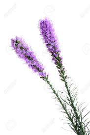 Liatris