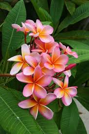 Mango çiçeği