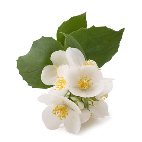 Neroli