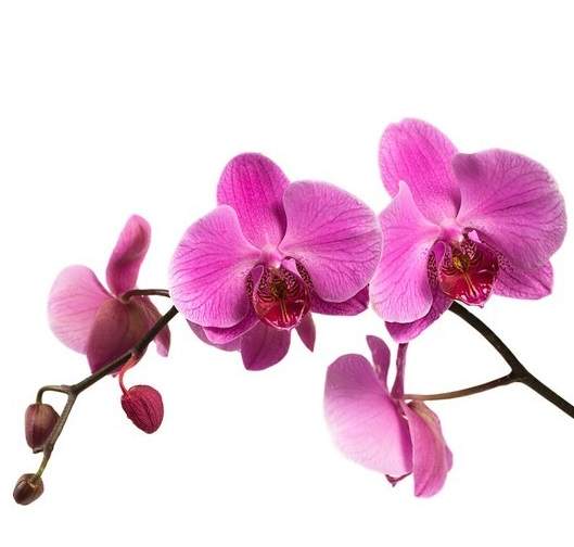 Orkide pembe