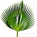 Palmiye yaprağı