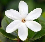 Tahiti gardenyası - Tiare
