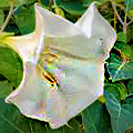 Tatula - Datura - Boru çiçeği- Şeytan elması