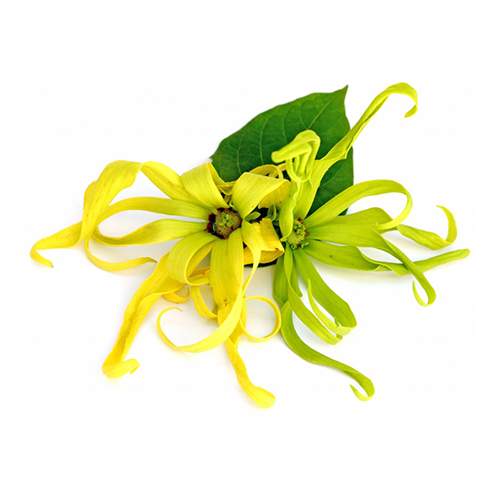 Ylang ylang 'cananga ağacı'