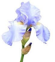 iris Pallida "Dalmaçyalı iris"