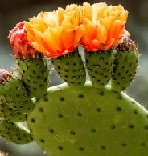 Kaynanadili (Prickly pear)
