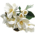 Mahonial "Beyaz çiçekler ağırlıklı-Manolya"