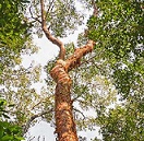 Palo santo ağacı