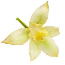Vanilya Çiçeği