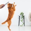 ShopZum Tüy Açıcı Kedi Köpek Tarağı Tek Taraflı Metal Dişli Evcil Hayvan Bakım Fırçası