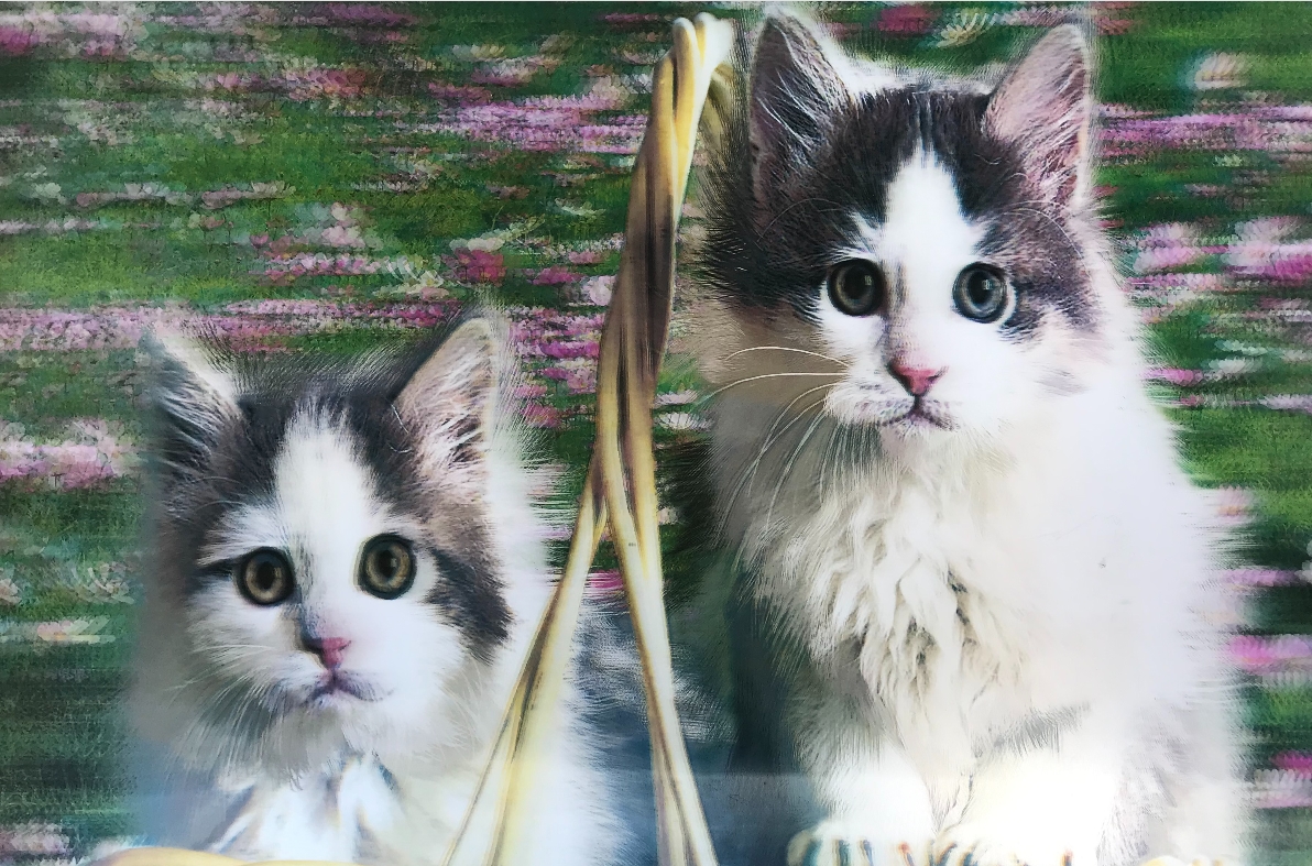 3 Boyutlu Resim  Sevimli Kediler İkili Kedi Resmi Tablosu 40X60 Cm