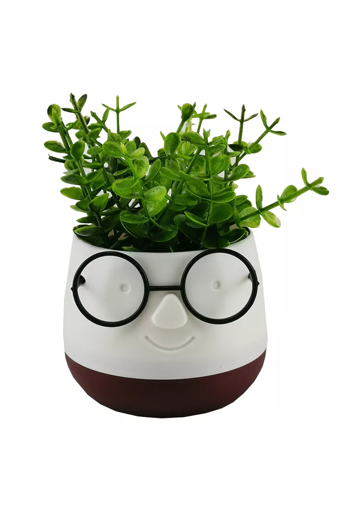 Gözlüklü Saksı Çiçek Orta Boy Erc Yapı Market-5720