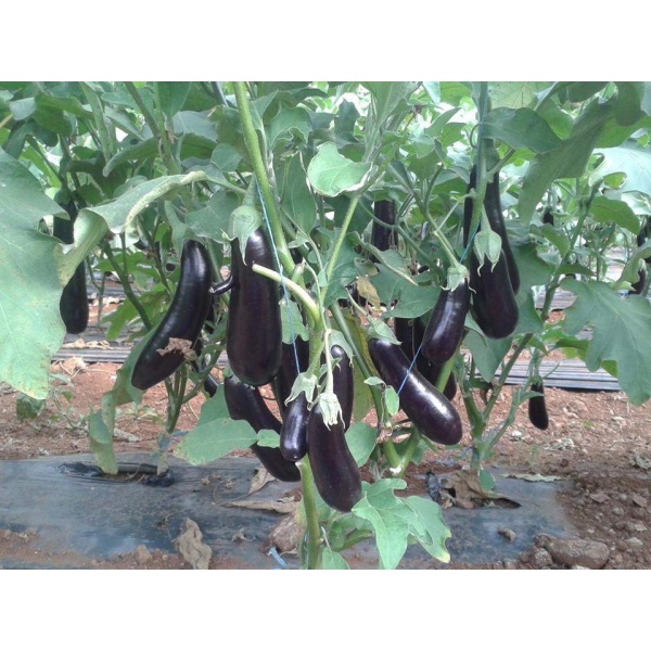 Uzun Patlıcan ( Siyah )