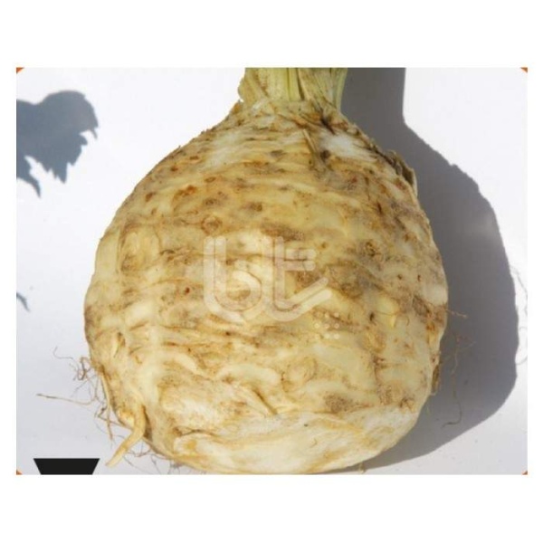 Kök Kereviz Fidesi