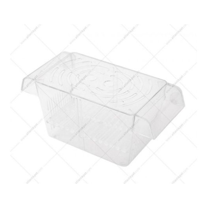 Atlantik İkili Kristal Balık Yavruluk 14,5 Cm x 10 Cm