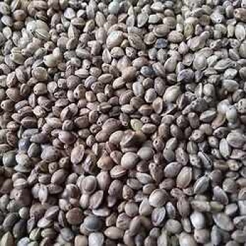 ZBD Kenevir Tohumu 50 gr