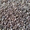 ZBD Kenevir Tohumu 100 gr